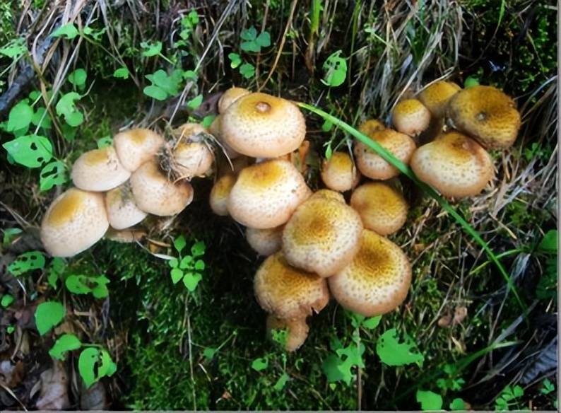蘑菇界的药材<strong></p>
<p>币界</strong>，药材界的美食