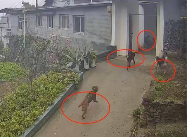 六问“老人在家被野猪咬死”：捕猎队有无授权<strong></p>
<p>公信宝gxs交易平台</strong>，要担责吗，是否赔偿？