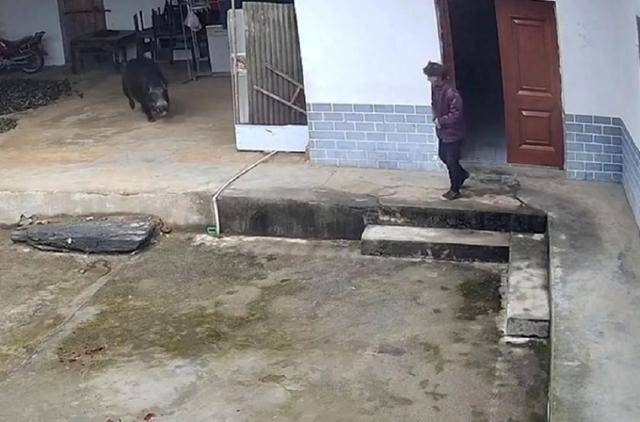 六问“老人在家被野猪咬死”：捕猎队有无授权<strong></p>
<p>公信宝gxs交易平台</strong>，要担责吗，是否赔偿？