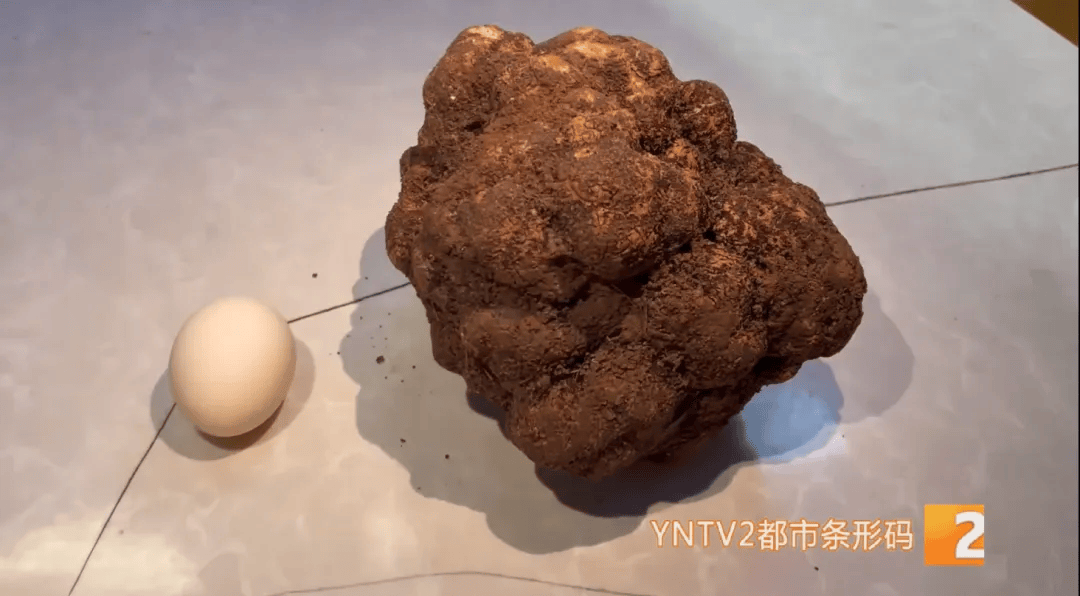 昆明一村民挖到1.7公斤超大松露<strong></p>
<p>币特币交易平台</strong>！“看都看不够”