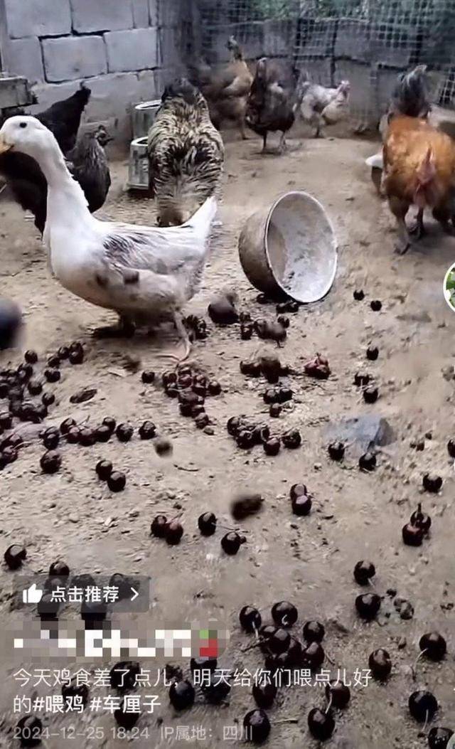 车厘子喂鸡惹争议 四川汉源果农回应：旧视频<strong></p>
<p>炒币正规平台</strong>，喂鸡的是“次果”