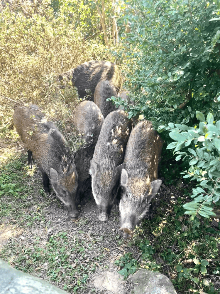 深圳梧桐山网红野猪下崽？市民拍到“一家人整整齐齐”<strong></p>
<p>数字虚拟资产货币交易平台</strong>，管理处：天天都有人投喂