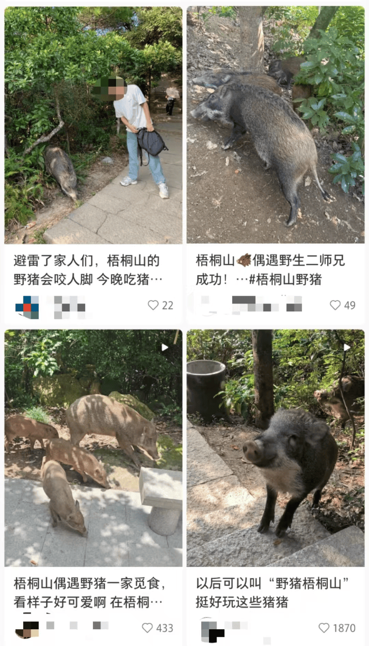 深圳梧桐山网红野猪下崽？市民拍到“一家人整整齐齐”<strong></p>
<p>数字虚拟资产货币交易平台</strong>，管理处：天天都有人投喂