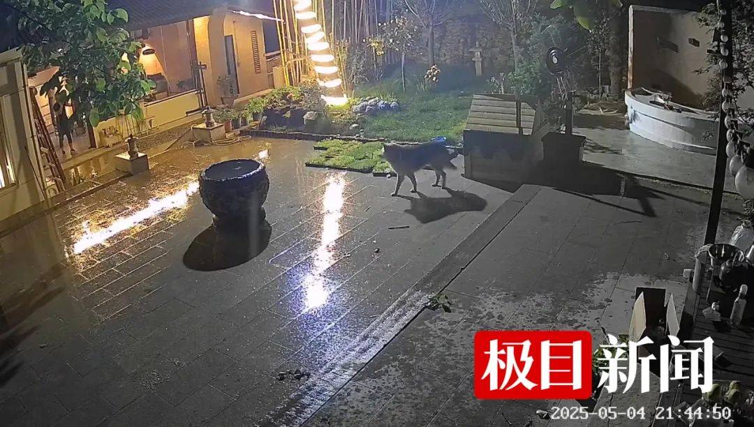 西安一农家院疑似有狼溜入<strong></p>
<p>炒币交易平台</strong>，当事人称事发当天在院子里处理羊肉，“可能狼就是闻到这个味道过来的”
