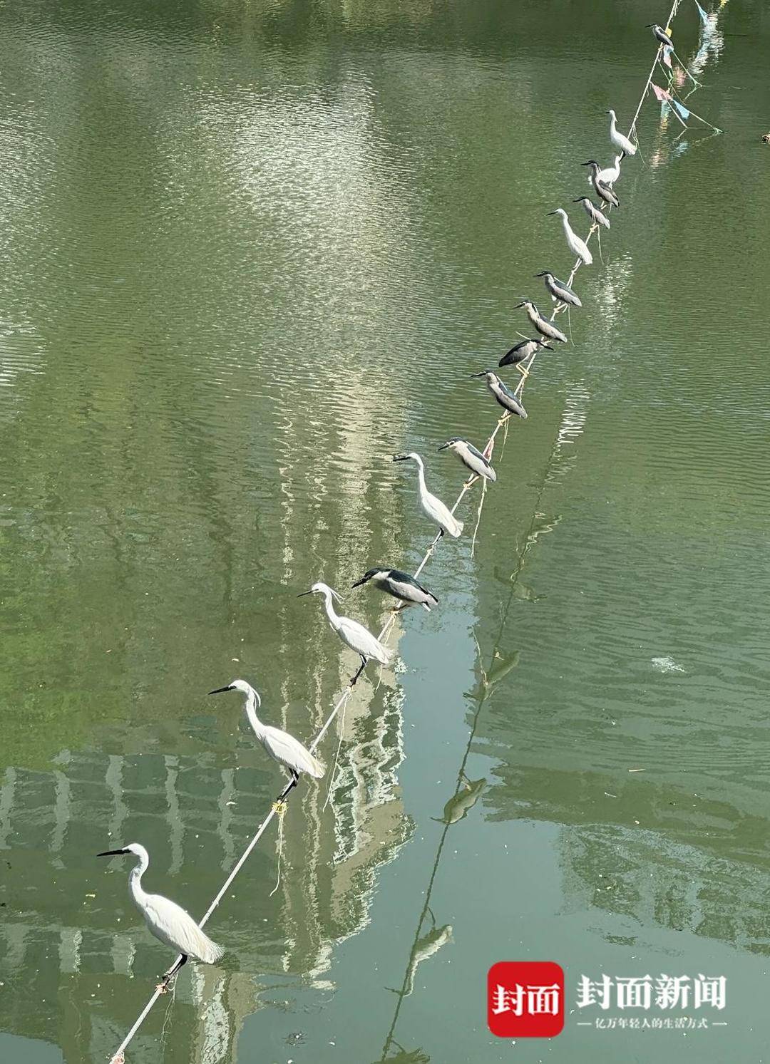 成都又见江上“神”鸟<strong></p>
<p>中币网交易平台app</strong>，洗完脚又排排站 网友：在等红绿灯吗？