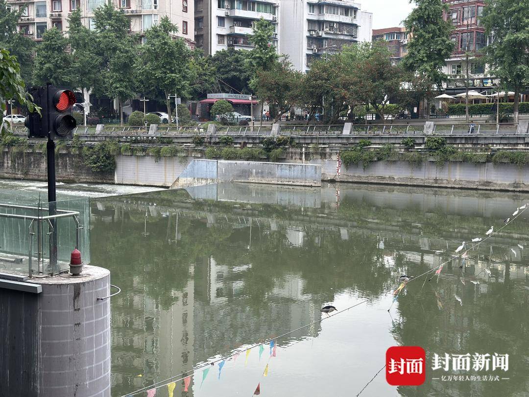 成都又见江上“神”鸟<strong></p>
<p>中币网交易平台app</strong>，洗完脚又排排站 网友：在等红绿灯吗？