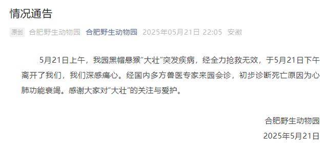 网红猴“大壮”突然离世<strong></p>
<p>国内交易平台bter</strong>！曾因方脸“丑”出圈