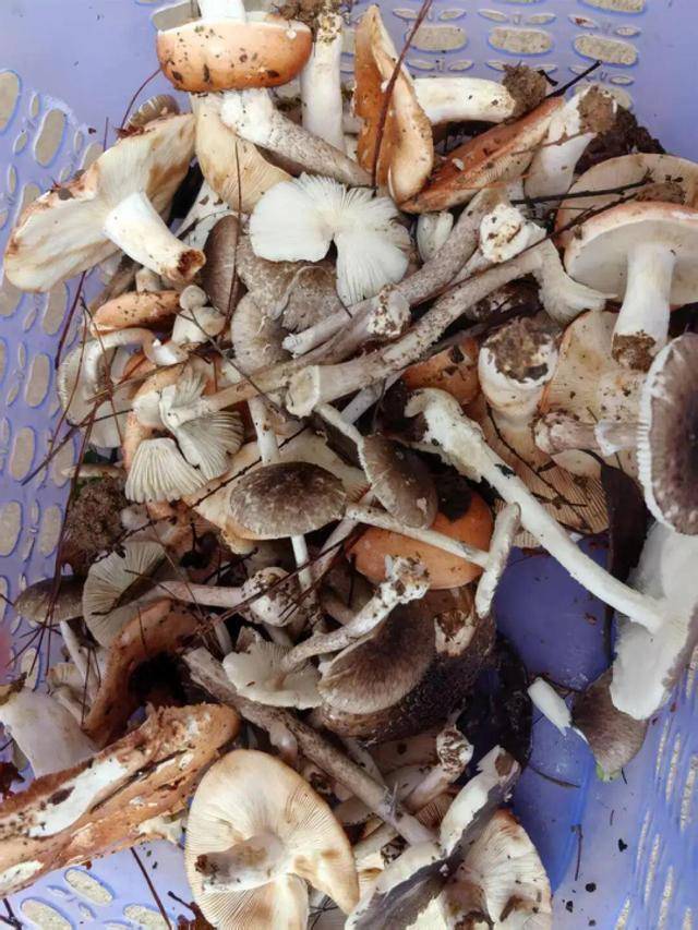 湖南一家6口误食毒蘑菇<strong></p>
<p>深圳币交所交易平台</strong>，5岁男童不幸去世