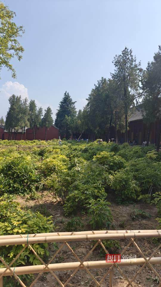 印乐方丈管理下的白马寺：僧人顶着高温种地<strong></p>
<p>抄币吧</strong>，义工称寺里秉承农禅并重