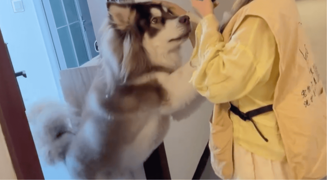 女子上门代喂被100多斤阿拉斯加犬咬伤毁容<strong></p>
<p>币特儿</strong>，牙槽骨和牙齿都被撕咬脱落，狗主人却称→