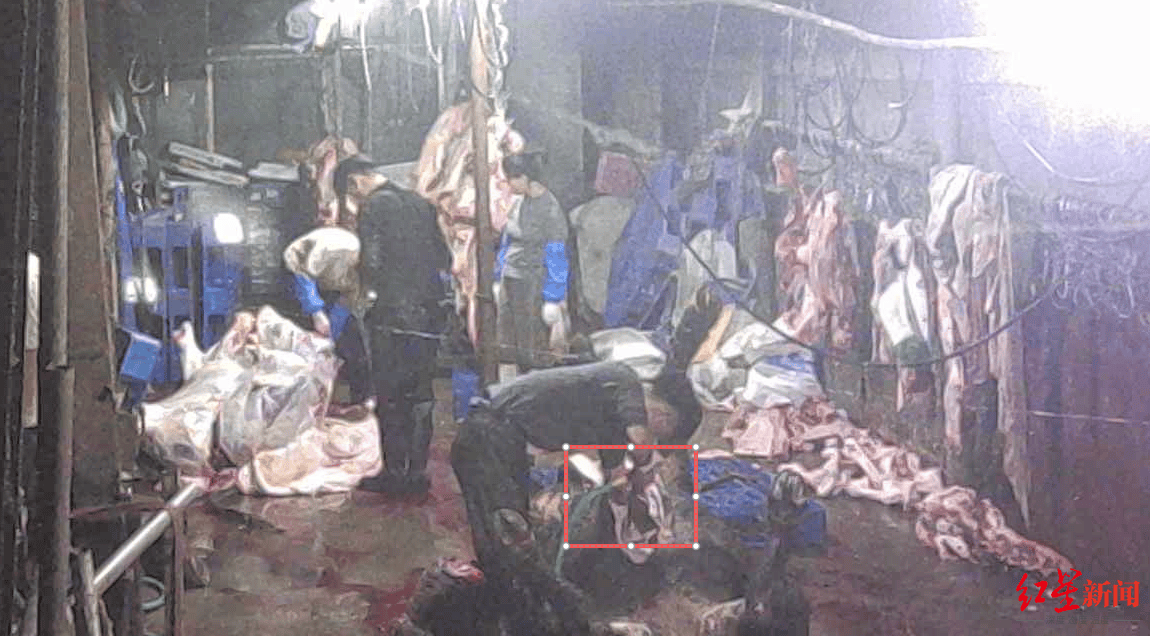 注水牛肉调查：屠宰场藏身农家院<strong></p>
<p>币淘</strong>，深夜切开牛胸注水数分钟，牛肉连夜送批发市场