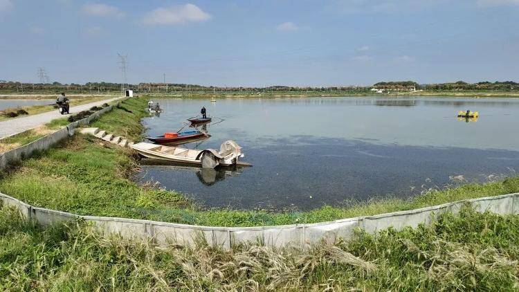 武汉江夏一地大闸蟹大量上市<strong></p>
<p>九币</strong>，日产1000斤当天售完，每只螃蟹有自己的“身份证”，吃深海小黄鱼长大