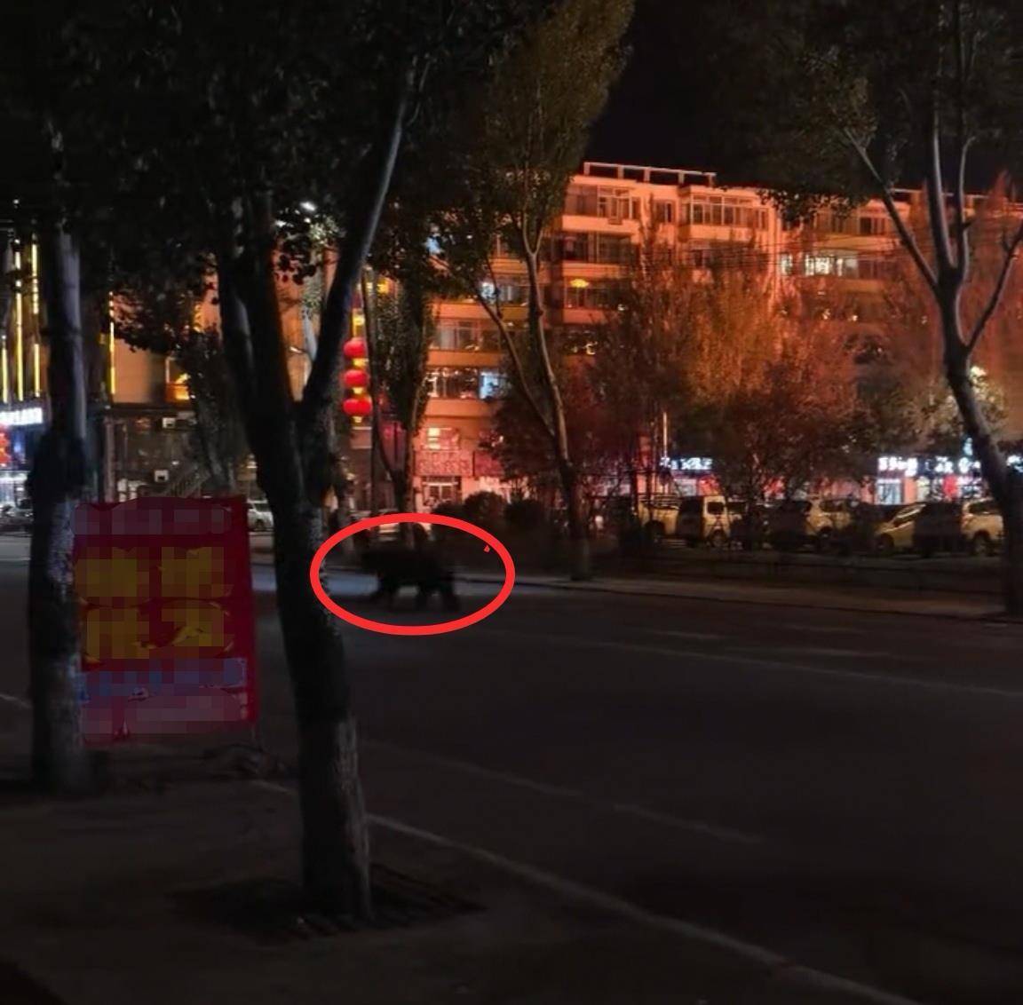 大黑熊夜里独闯黑龙江一县城闹市区<strong></p>
<p>怎样进入币圈</strong>,警方连开10多枪击毙,回应为何没用麻醉枪
