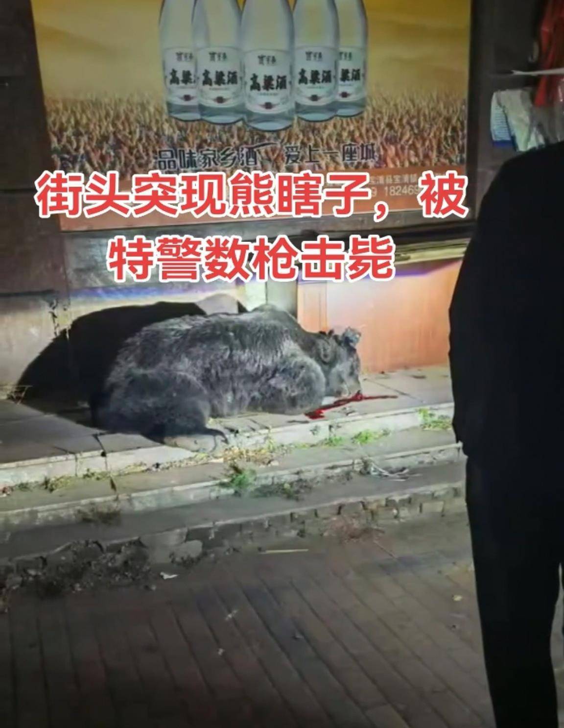 大黑熊夜里独闯黑龙江一县城闹市区<strong></p>
<p>怎样进入币圈</strong>,警方连开10多枪击毙,回应为何没用麻醉枪