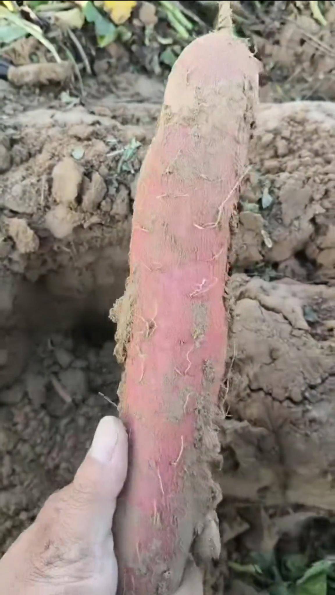 数百人冲进地里捡红薯<strong></p>
<p>币对</strong>,田主称是秋收剩下的,网友:免费翻地,利人利己