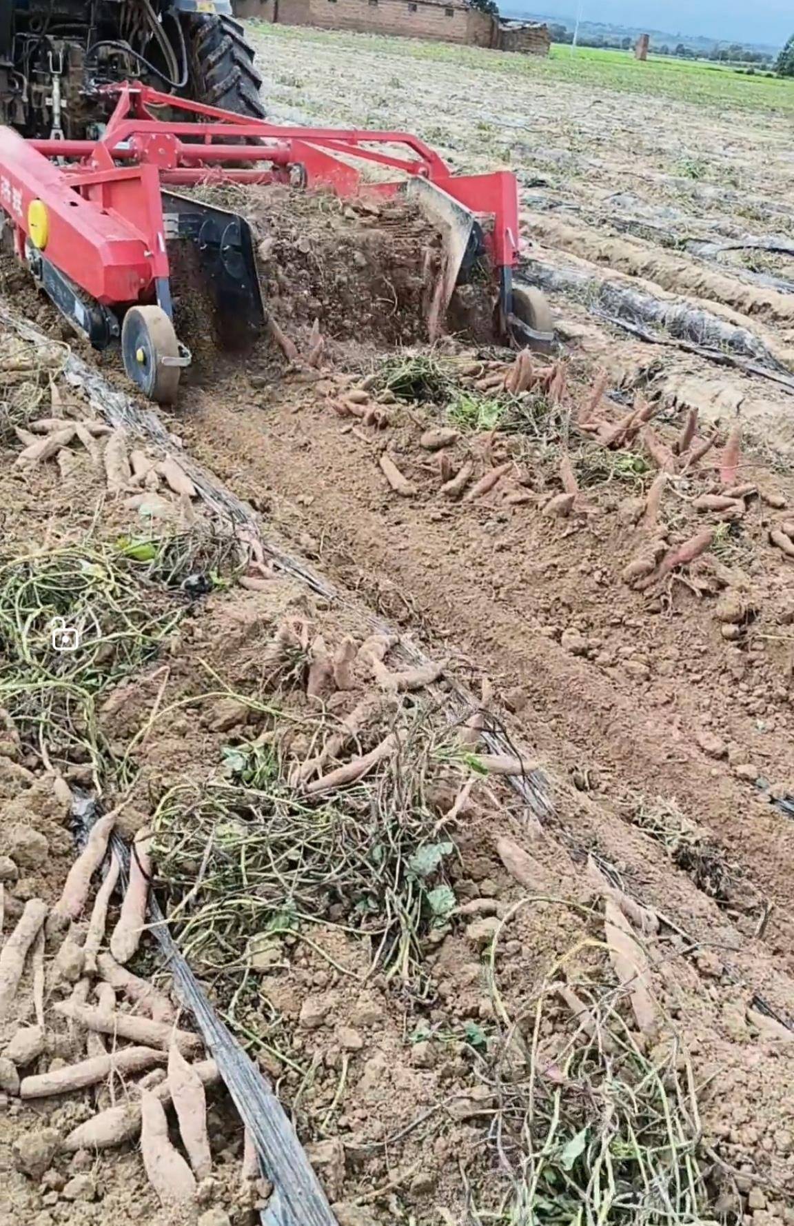 数百人冲进地里捡红薯<strong></p>
<p>币对</strong>,田主称是秋收剩下的,网友:免费翻地,利人利己