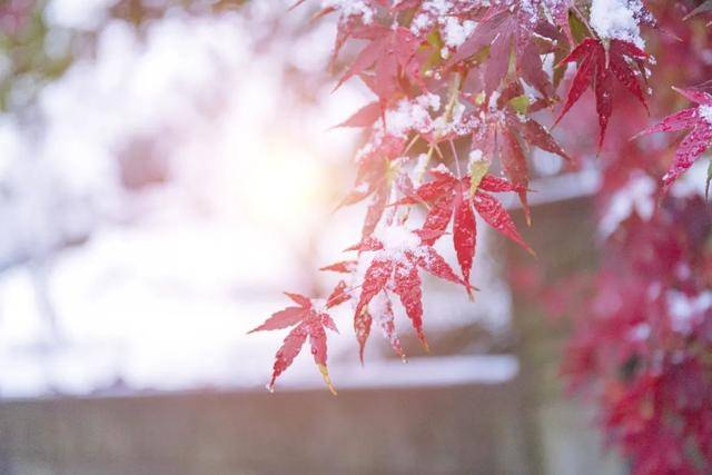 百年难遇“早立冬”来了<strong></p>
<p>淘币网</strong>!有啥讲究?早看早准备!