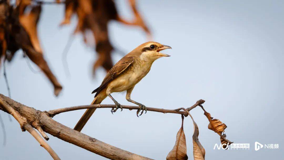 东莞最新发布:将严厉打击这些行为<strong></p>
<p>淘币网</strong>!