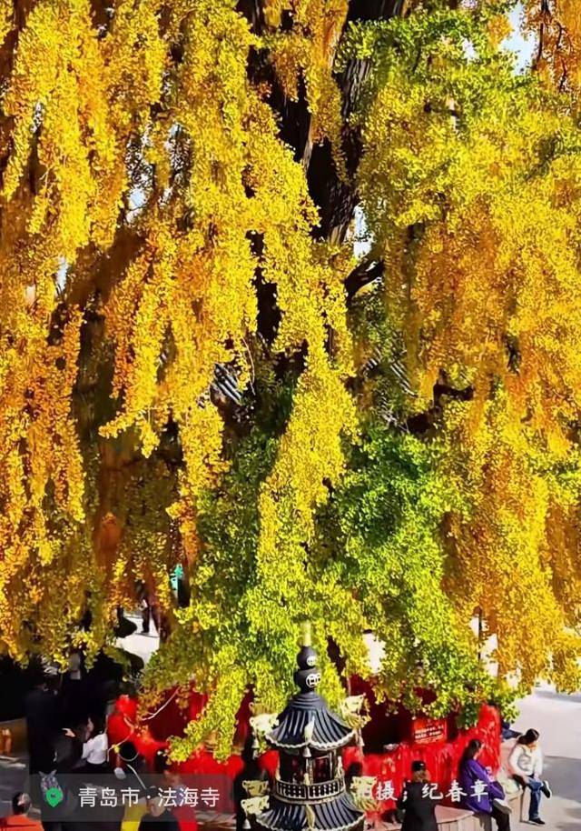 错过等一年！青岛1600岁“银杏王”满树金黄<strong></p>
<p>芬币</strong>，打卡的人“鼓”了