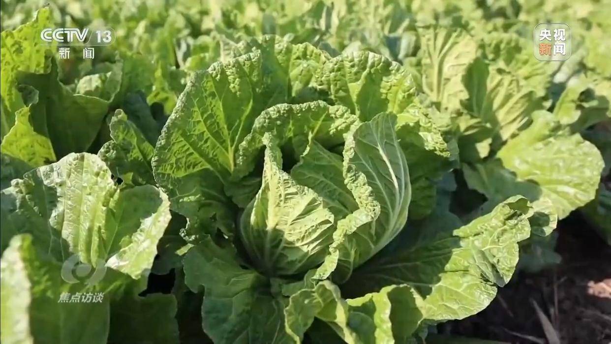 单棵售价超百元<strong></p>
<p>每天送虚拟币</strong>，起底“套牌白菜”背后的销售套路