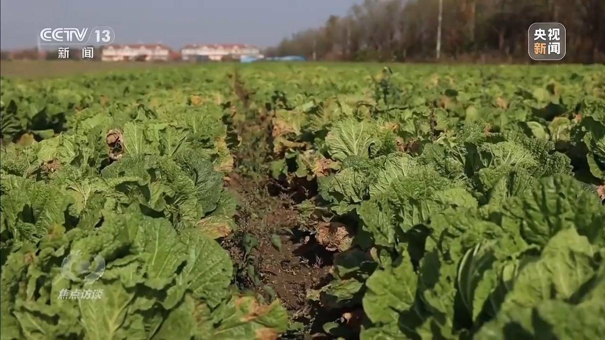 单棵售价超百元<strong></p>
<p>每天送虚拟币</strong>，起底“套牌白菜”背后的销售套路