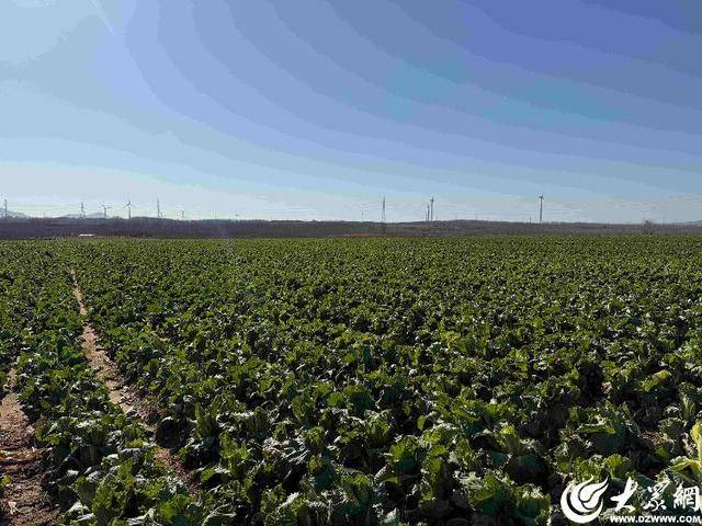 山东青岛:全国首批“板蓝根白菜”喜获丰收<strong></p>
<p>NGS虚拟币</strong>,正式上市!首批10万棵已被上海采购商“包圆”