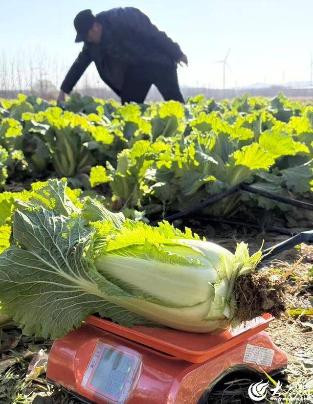 山东青岛:全国首批“板蓝根白菜”喜获丰收<strong></p>
<p>NGS虚拟币</strong>,正式上市!首批10万棵已被上海采购商“包圆”