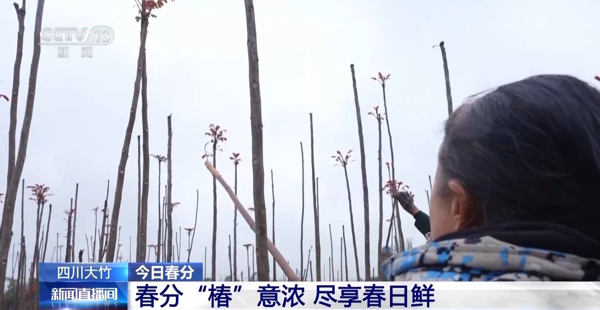 蒸、煎、拌、酿……一口鲜菜如何“锁”住春天<strong></p>
<p>在凌晨虚拟币</strong>？